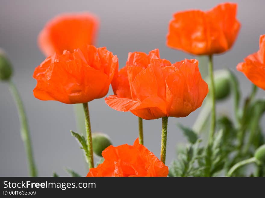 Some common poppies