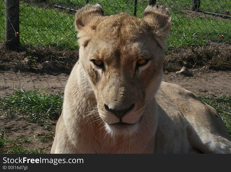 Lioness lying in a game park waiting for lunch time