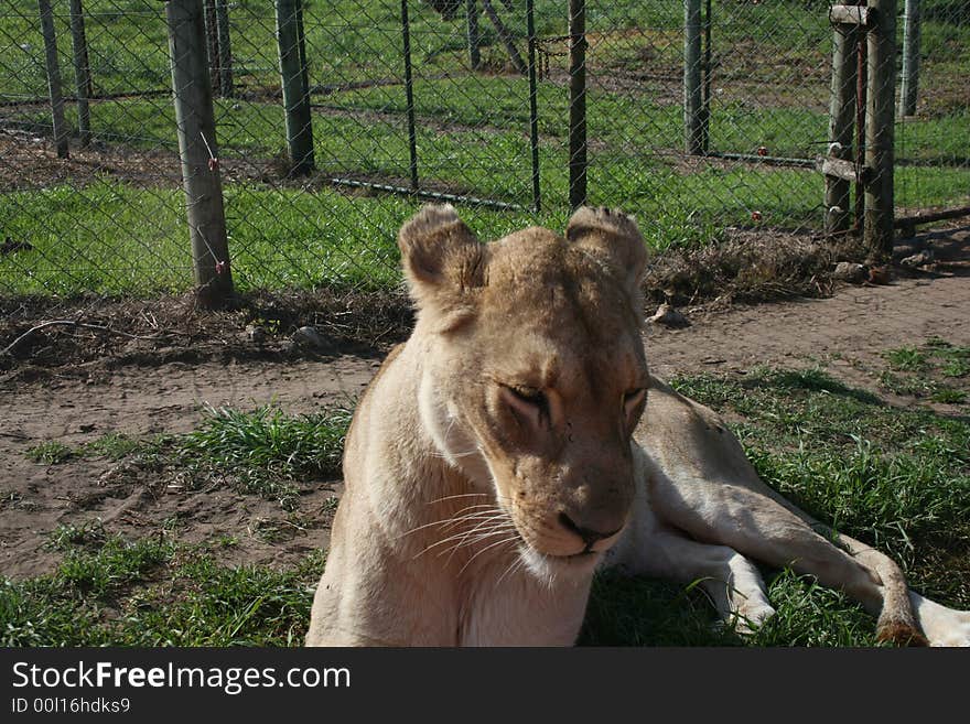 Lioness being held captive in a game park...awaiting her release back into the wild. Lioness being held captive in a game park...awaiting her release back into the wild