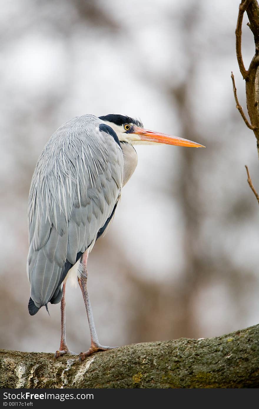 Just a grey heron, sitting on a tree.