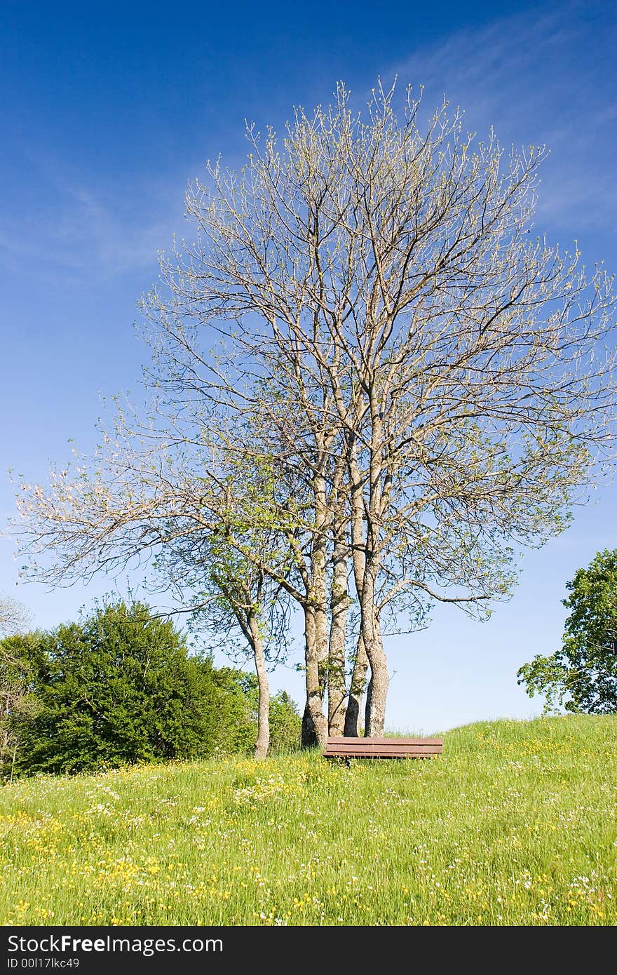 A tree in spring. Great blue sky and nice grass. Nature. A tree in spring. Great blue sky and nice grass. Nature.