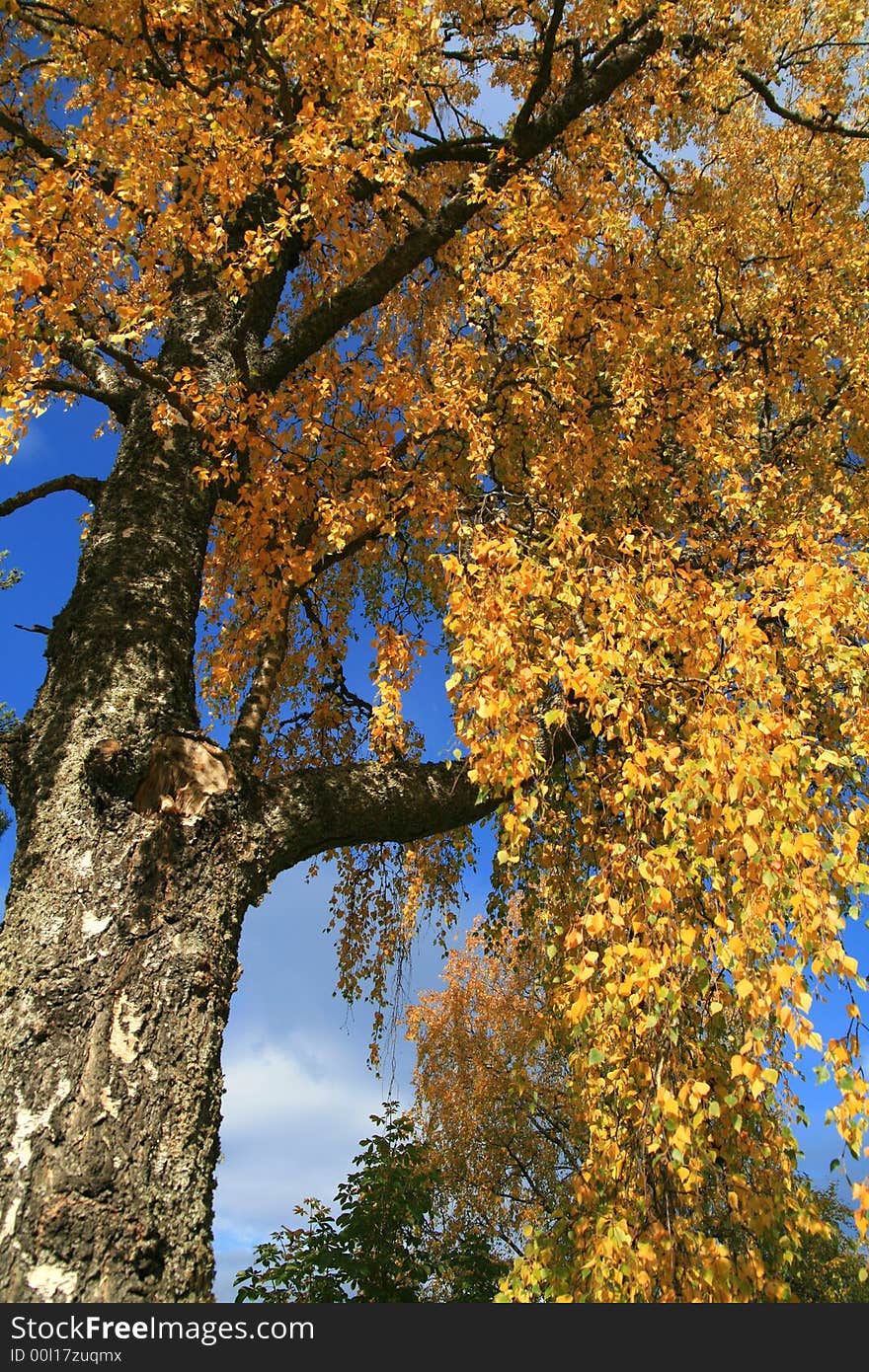 Detail of weeping birch at fall