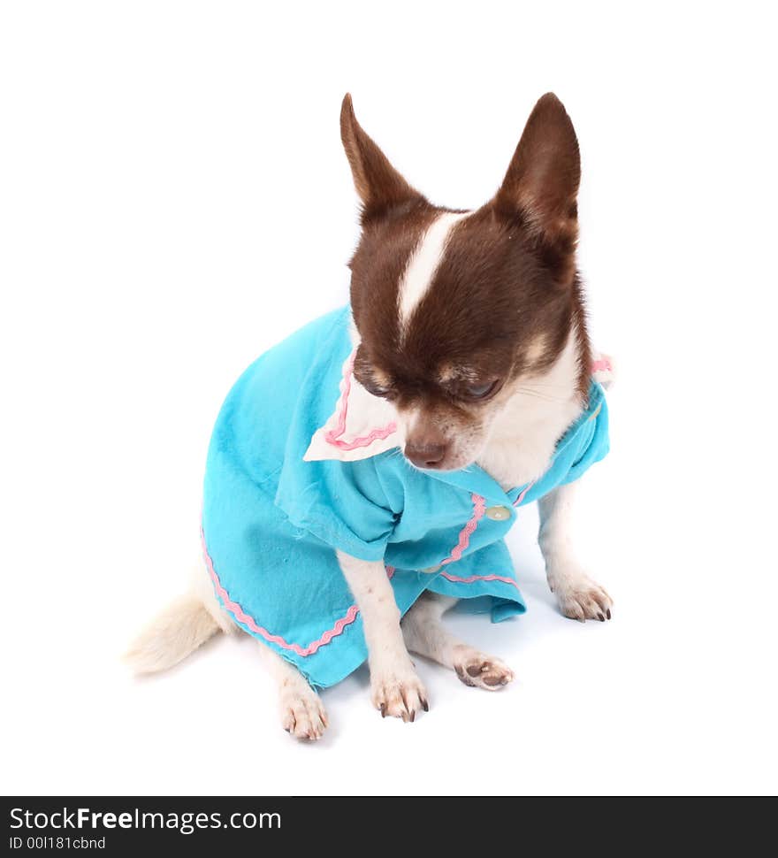 White and brown chihuahua on the white background