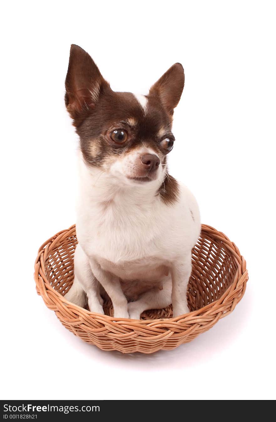 Chihuahua