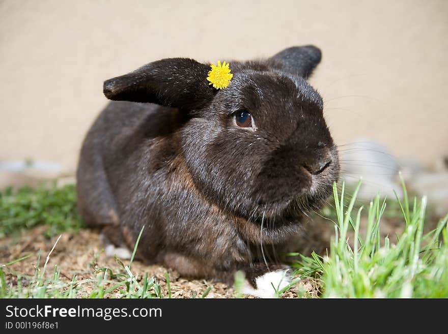 Cute, dark bunny on  grass, with yellow flower on his head. Cute, dark bunny on  grass, with yellow flower on his head.