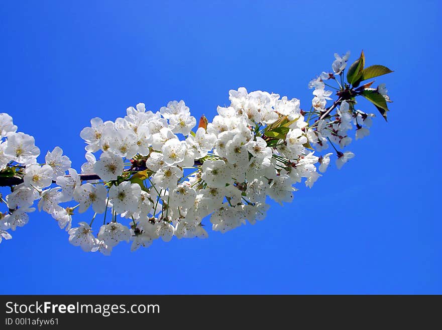 Delicate white cherry blossom pictured against clear blue sky. Delicate white cherry blossom pictured against clear blue sky