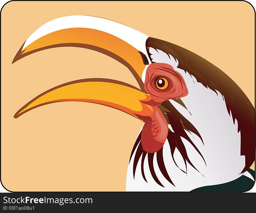 Beautiful hornbill