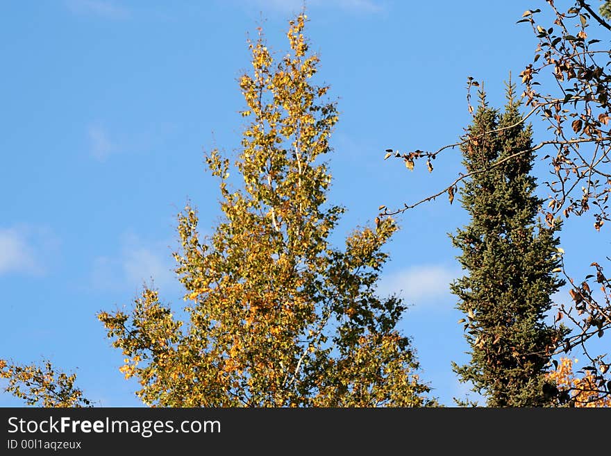 Fall in Alska with colorful trees. Fall in Alska with colorful trees.