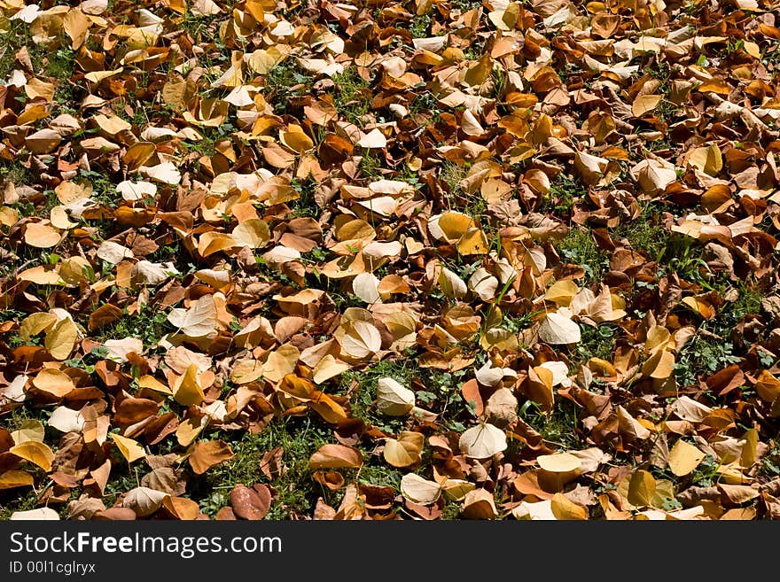 Carpet of Autumn leaves on ground. Carpet of Autumn leaves on ground