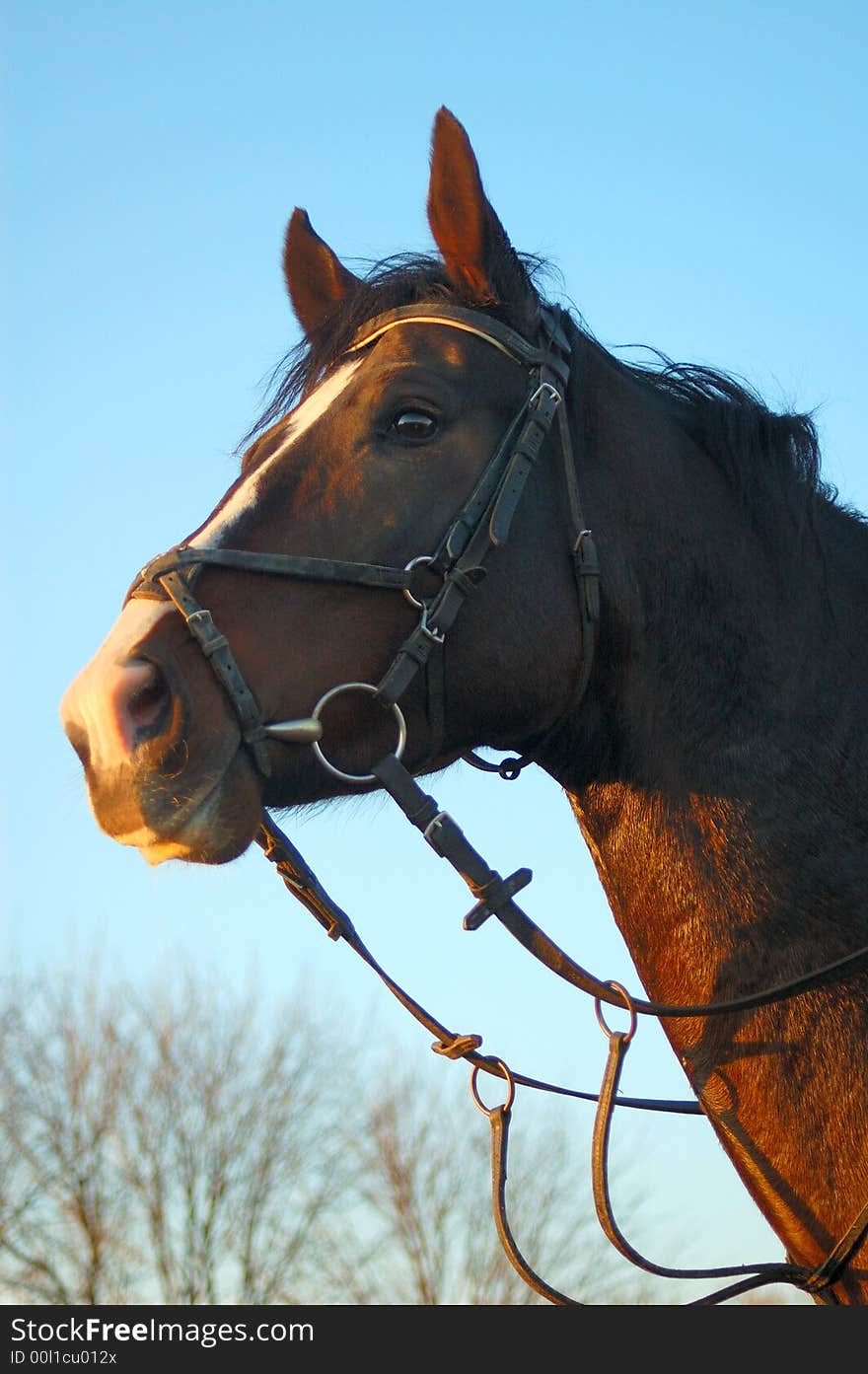 The brown horse look ahead to the sunset. The brown horse look ahead to the sunset.