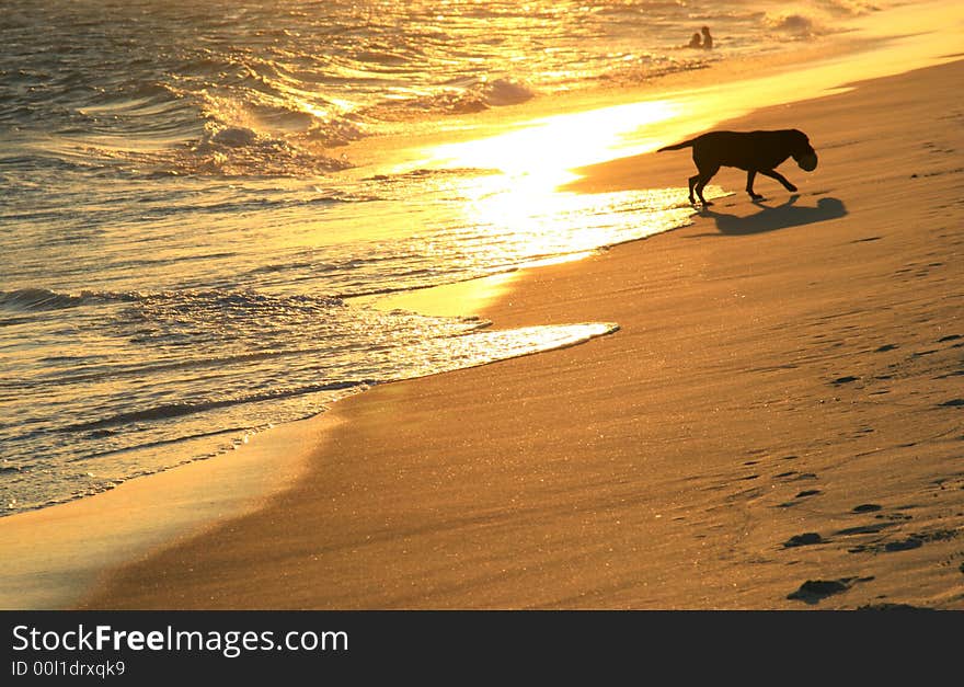 Dog in the beach