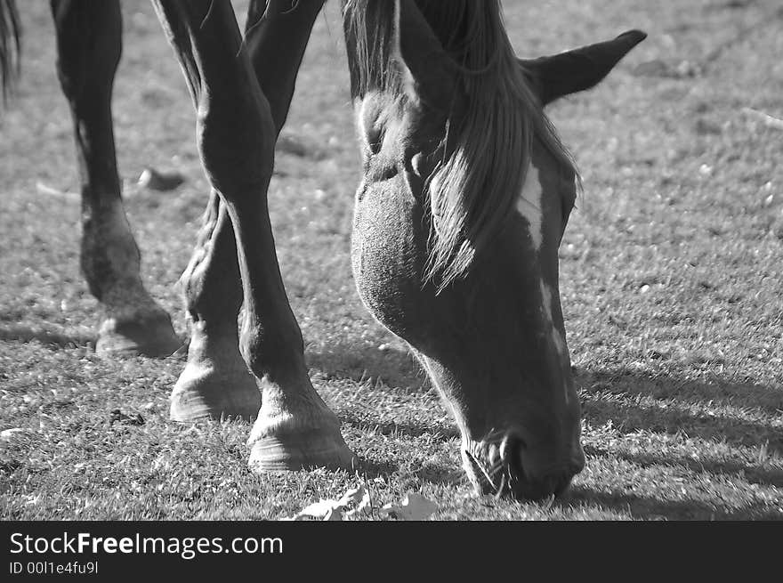 Horse Grazing Peacefully BW