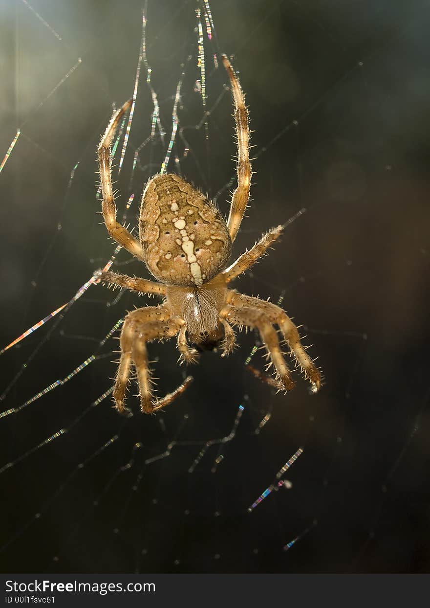 Big spider sitting in its web waiting for prey. Big spider sitting in its web waiting for prey