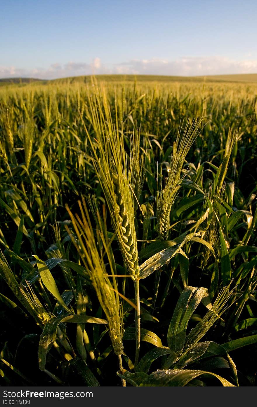 Field of wheat.  Morning. Sunrise