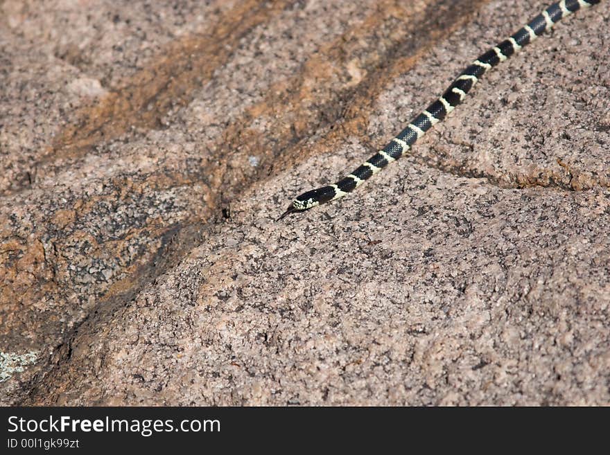 King Snake on Granite