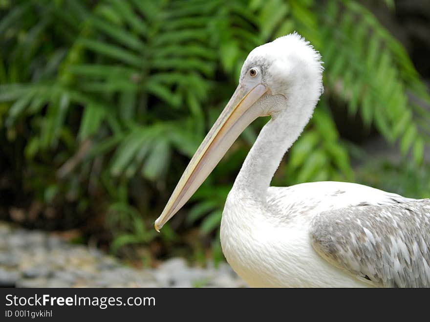 Pelican Bird