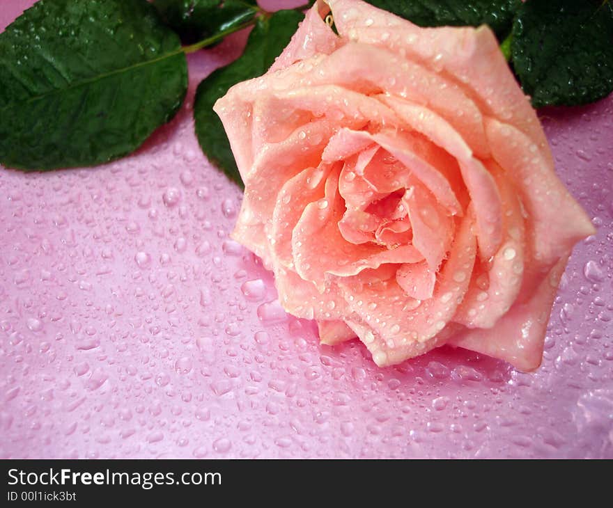 Pink rose on background with drops of water