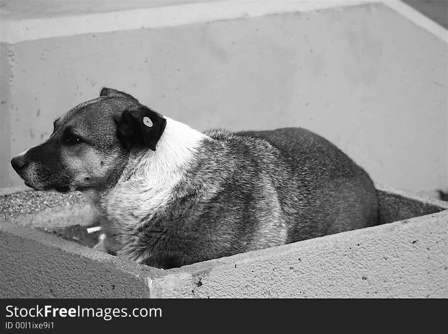 Lonely homeless dog sitting in the box on the street