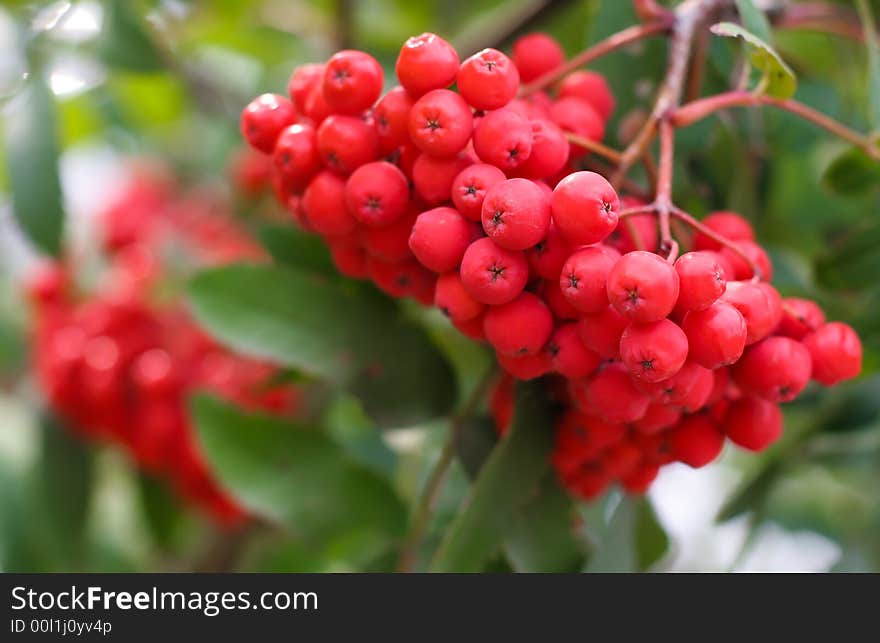 Red beries. natural and healthy