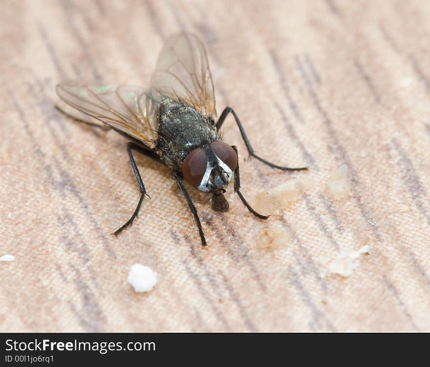 Fly on a dirty table sweeping. Fly on a dirty table sweeping