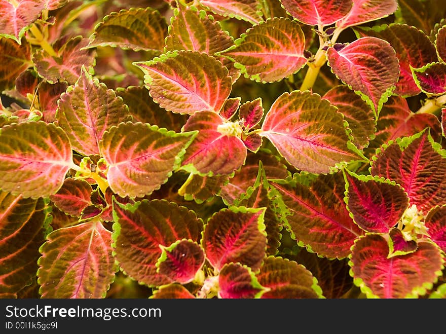 A red - stinging-  nettle - background.