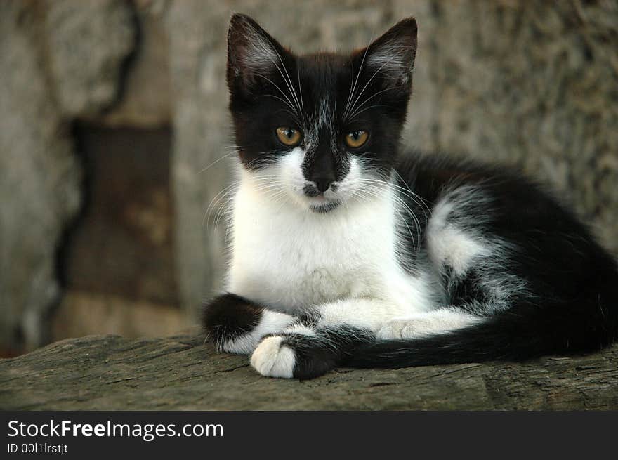 A black and white kitten resting on a stone