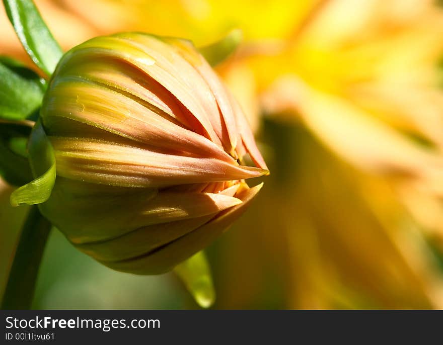 Yellow Pink Dahlia bub