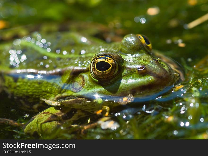 Common water frog