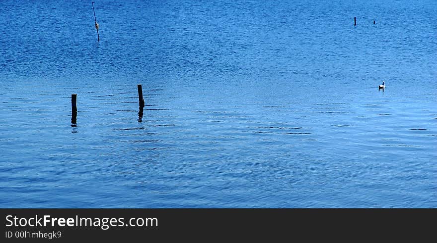 Seagull on water