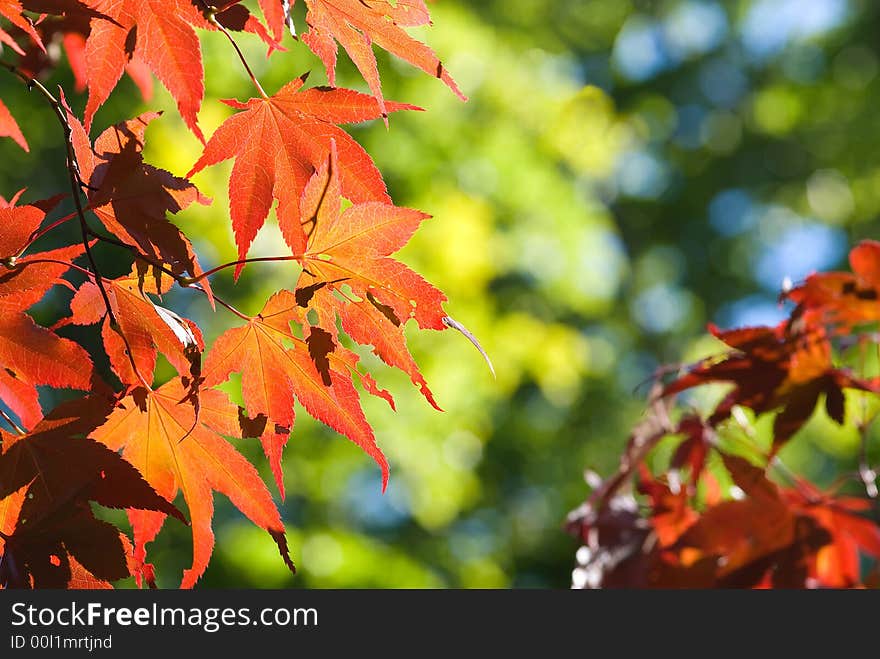 Red maple leaves against deep blue sky