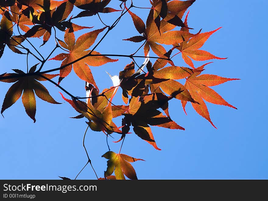 Red maple leaves against deep blue sky