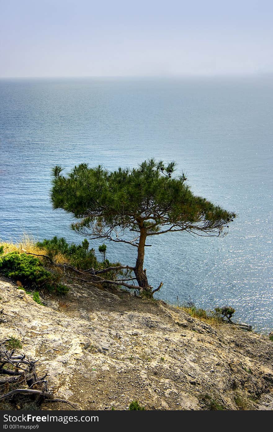 Lonely pine