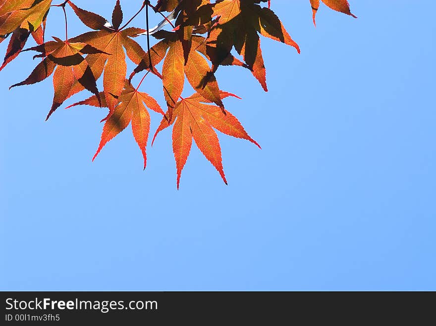 Red maple leaves against deep blue sky