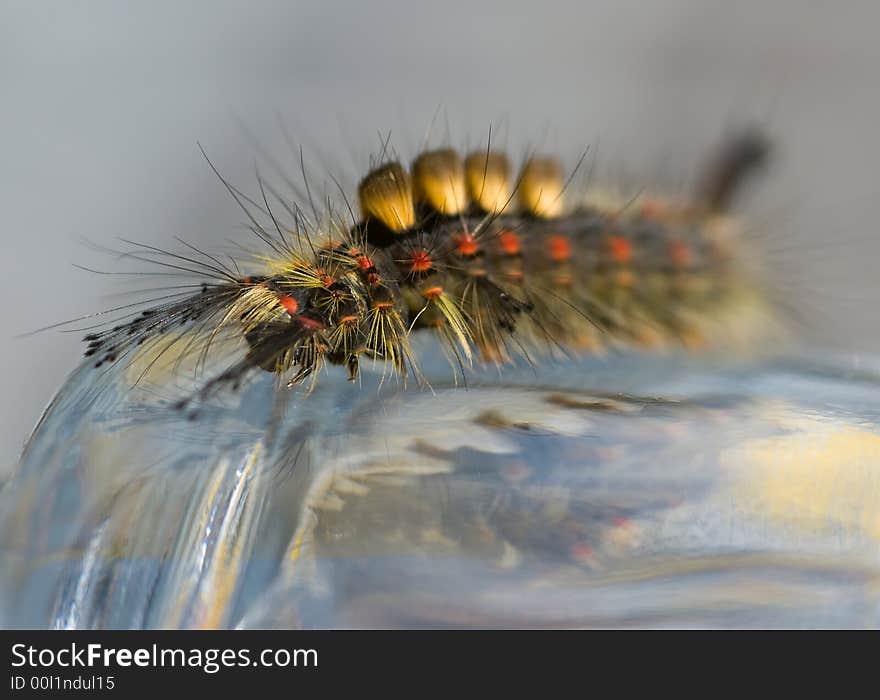 Colorful caterpillar of the rusty tussock moth on a glass bowl - blur background