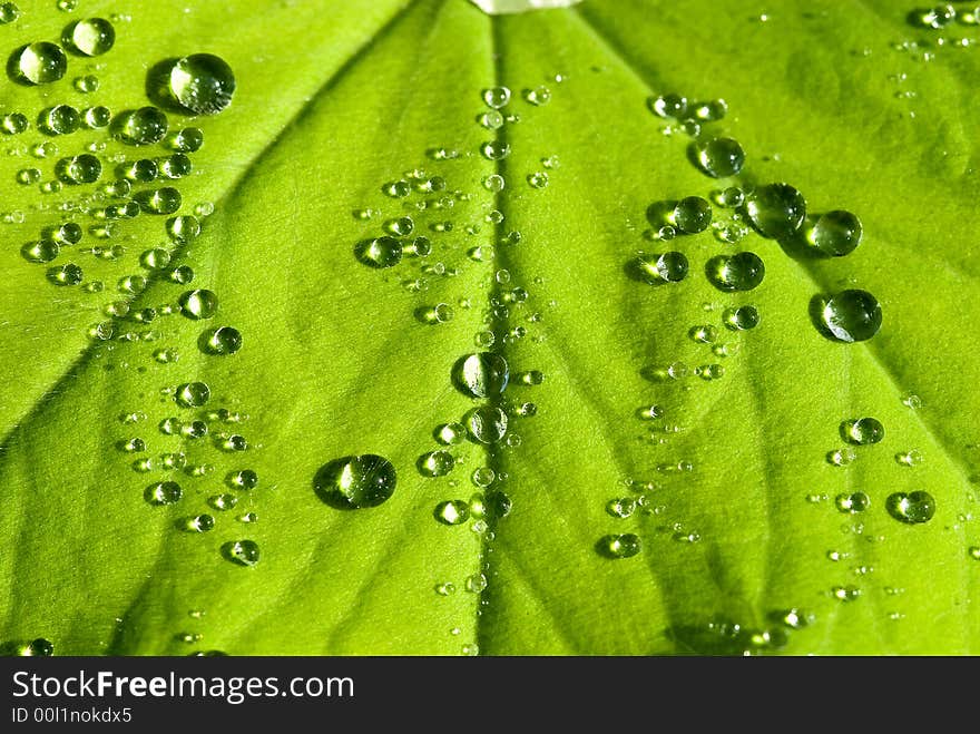 Water drops on the leafs