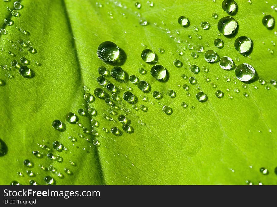 Water drops on the leafs