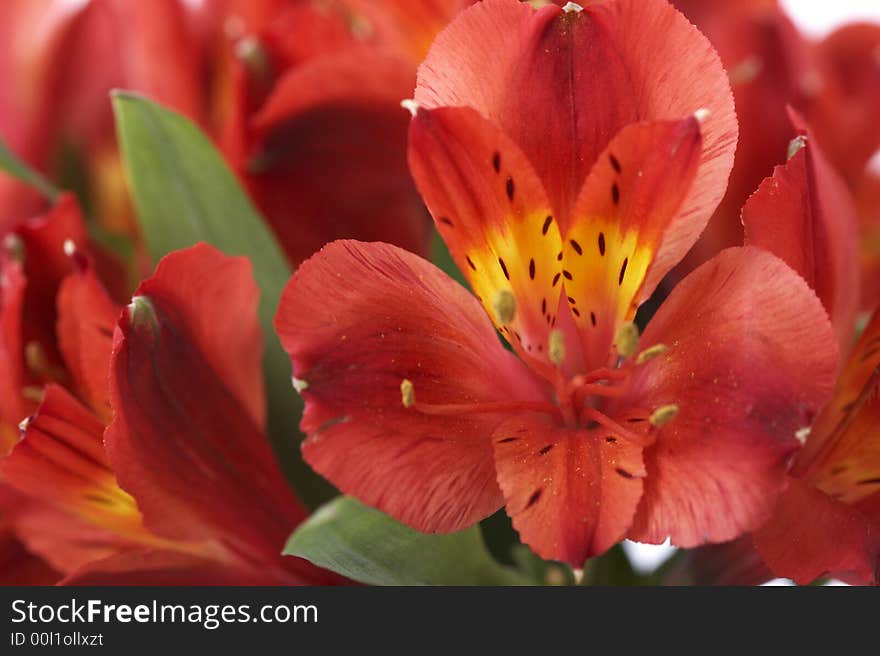 Gorgeous arrangement of a group of red flowers isolated on white