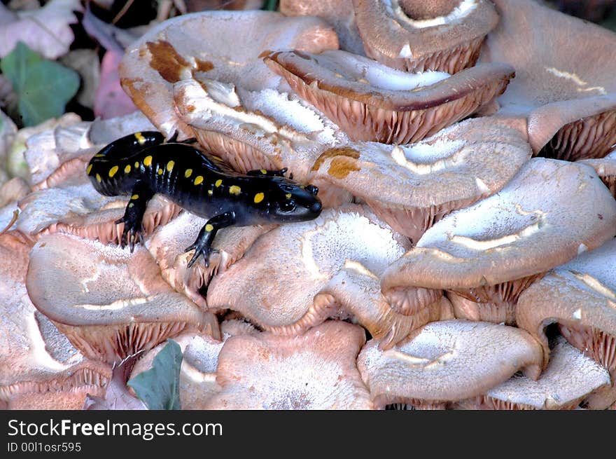 Spotted Salamander sitting on mushrooms