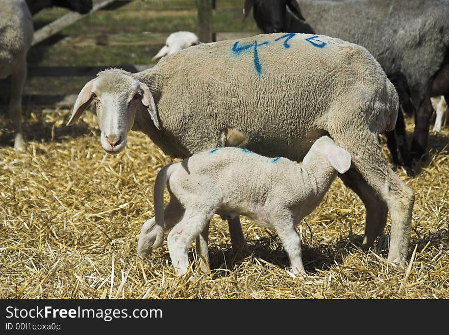 Lamb with mother