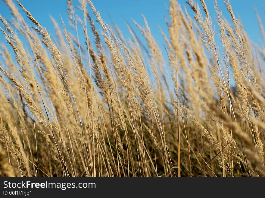 The yellow grass on field on background of blue sky. The yellow grass on field on background of blue sky