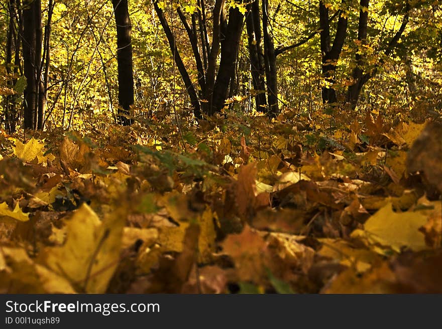 Moscow autumn