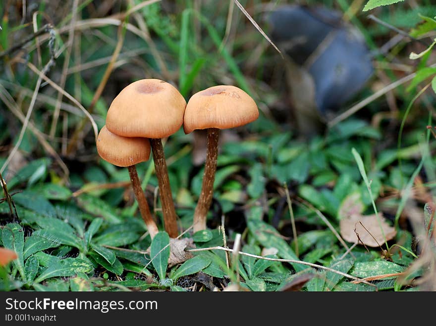 Mushrooms