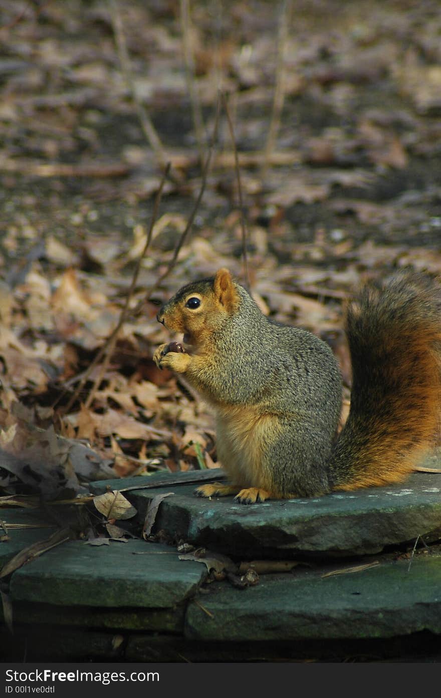 Squirrel gathering food in the fall for winter, taking five for a snack. Squirrel gathering food in the fall for winter, taking five for a snack.