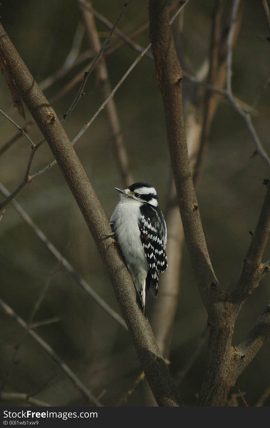 Downy Woodpecker