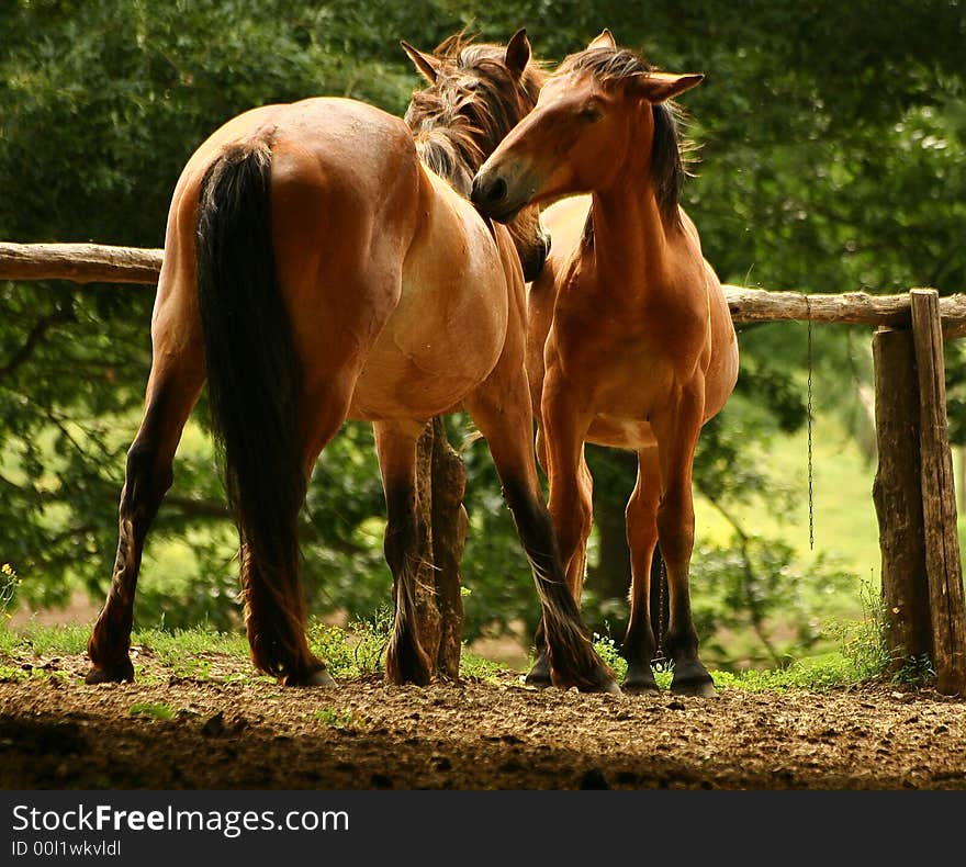 Two horses in a friendly pose. Two horses in a friendly pose