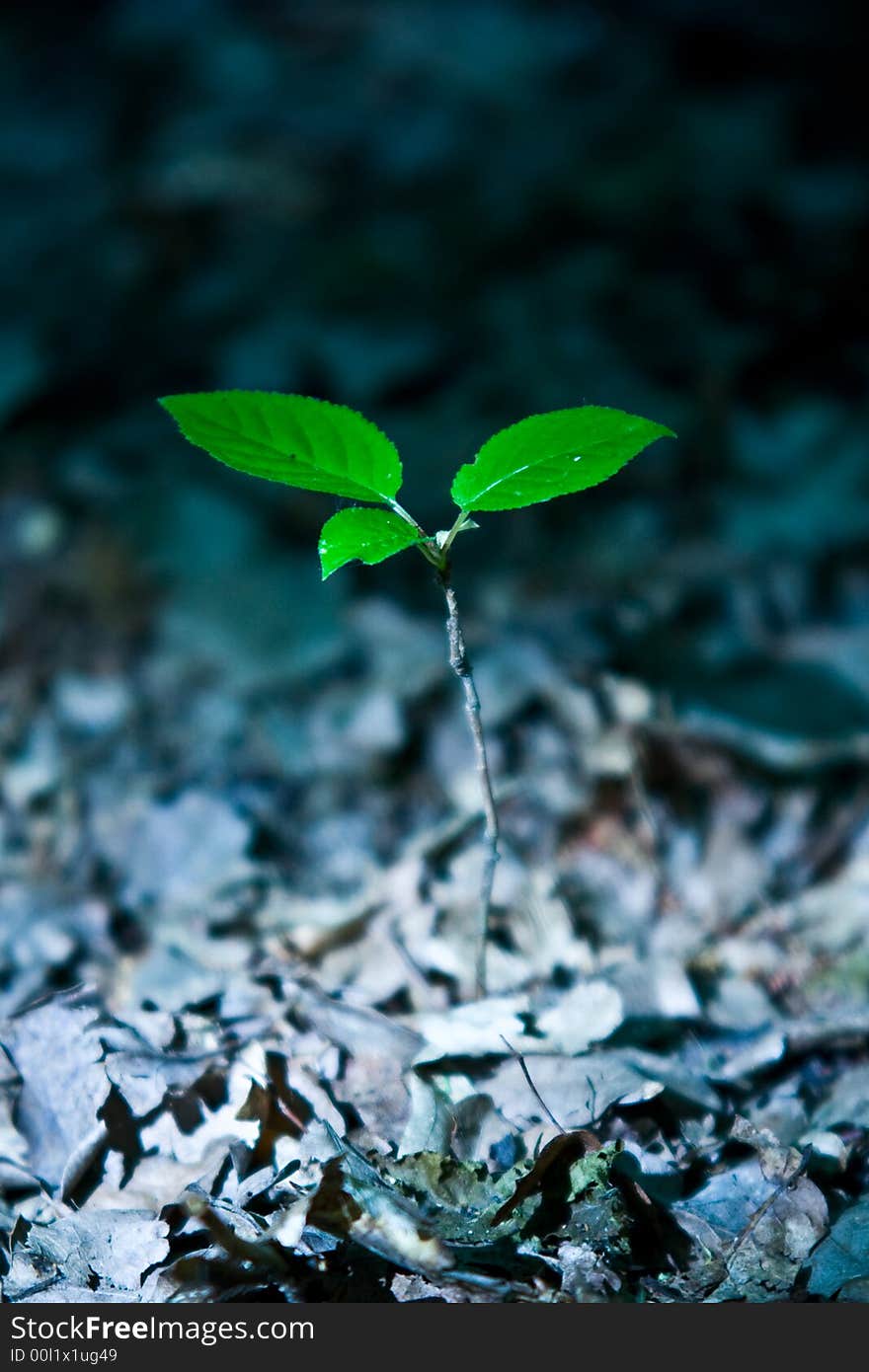 Green small plant in spotlight.