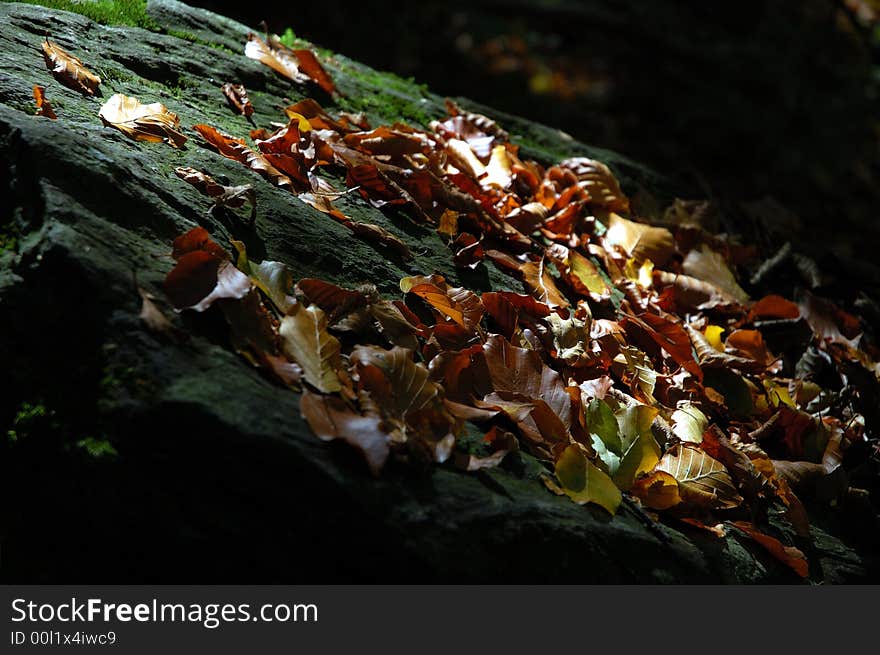 Autumn Leaves