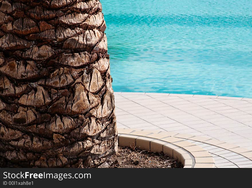 Palm near a swimming pool. Palm near a swimming pool