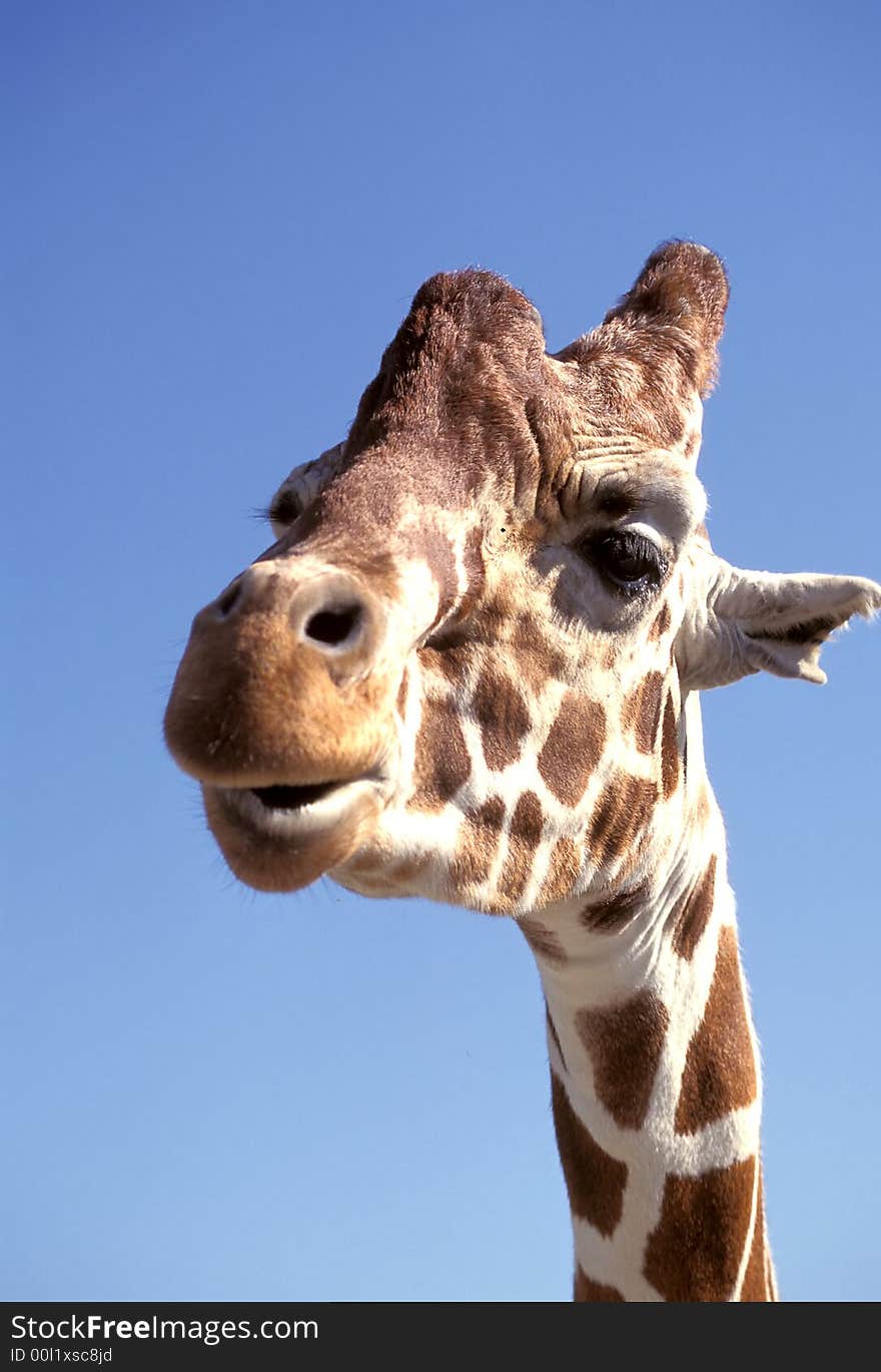 Portrait of a giraffe found in the wild.