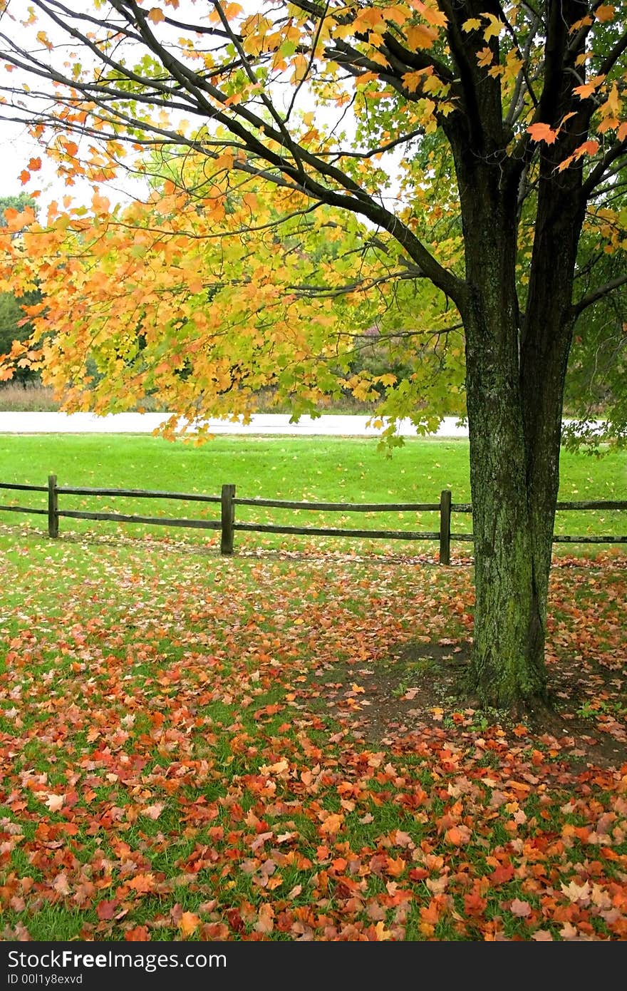 Colorful shade tree and fence at the peak of autumn colors. Colorful shade tree and fence at the peak of autumn colors.